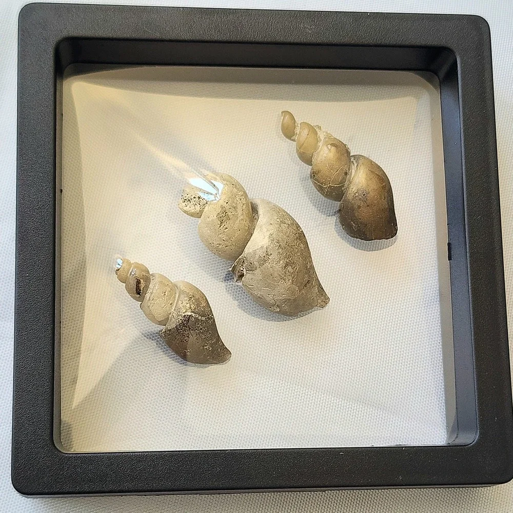 Fossilized Sea Snails Displayed in Shadow Box Natural‎ History Specimen